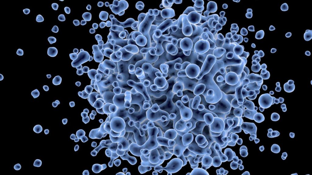 trapianto di capelli con le cellule staminali | amantide | cellule